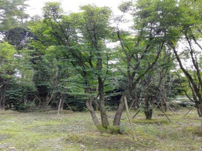 [叢生(shēng)茶條槭]叢生(shēng)茶條槭圖片_價格_種植方法