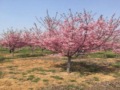 櫻花樹(shù)苗幾年才能開(kāi)花？花期在什麽時候？