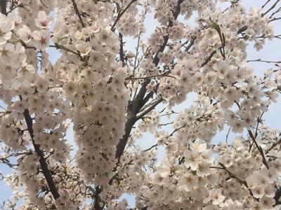 日本櫻花樹(shù)什麽時候開(kāi)花？花期多久？