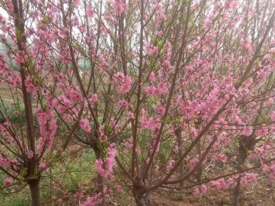 青葉碧桃開(kāi)什麽花？什麽時候開(kāi)花？