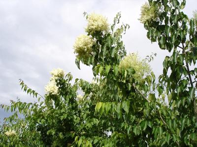 暴馬丁香和紫丁香的區别