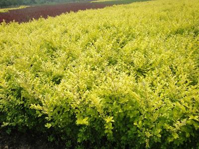 金葉絲棉木開(kāi)花是什麽顔色