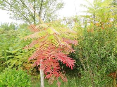 院子裏種植臭椿風水好嗎(ma)？