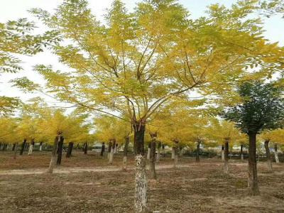 黃金樹(shù)幾月移栽成活率高