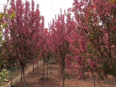 冬紅果海棠不适合種植于什麽樣的土壤 ？