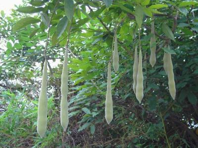 皂角樹(shù)鎮宅和辟邪功能