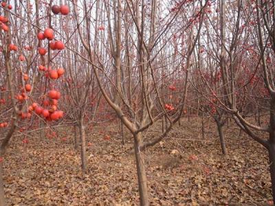 冬紅果海棠什麽時候開(kāi)花 ？