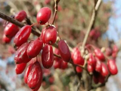 山茱萸樹(shù)可以栽院子裏嗎(ma)