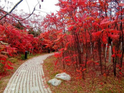 合理利用火(huǒ)炬樹(shù)可以達到變廢爲寶