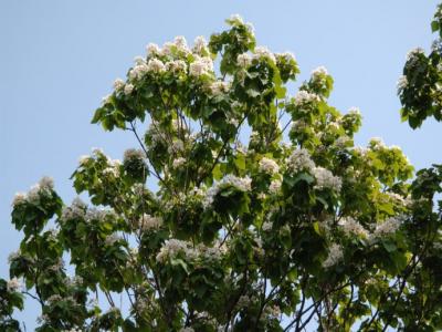 楸樹(shù)什麽時候開(kāi)花？