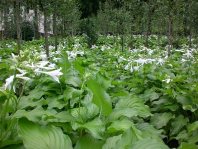 爲什麽室内種植白(bái)玉簪不容易花開(kāi)爆盆?