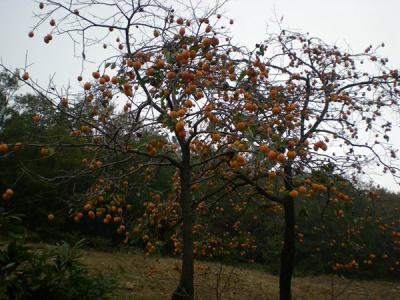 不推薦大(dà)家在院子内種植柿子樹(shù)的原因是什麽？