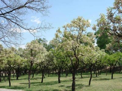 文冠果幾年開(kāi)花結果