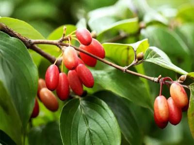 山茱萸幾年開(kāi)花結果