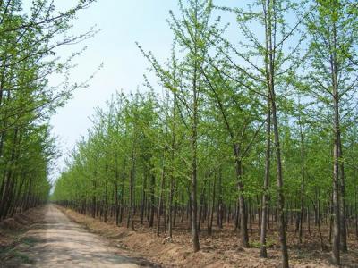 銀杏樹(shù)什麽時候開(kāi)花，什麽時候結果?