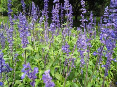 藍(lán)花鼠尾草什麽時候開(kāi)花，花期多久？