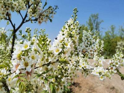 文冠果樹(shù)幾年開(kāi)花結果