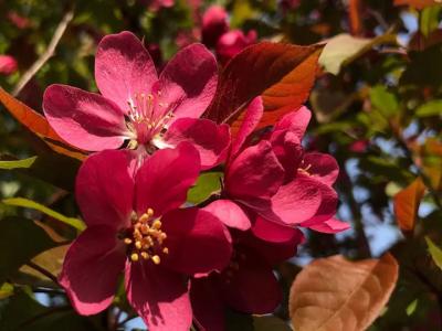 北(běi)美海棠幾月開(kāi)花