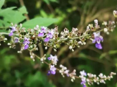 荊條什麽時候開(kāi)花