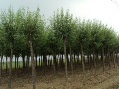 種植速生(shēng)柳對土壤環境有什麽要求