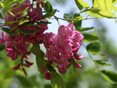 香花槐是通過什麽方式繁殖生(shēng)長