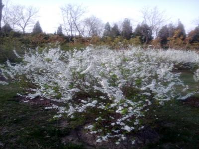 盛開(kāi)的珍珠繡線菊圖賞