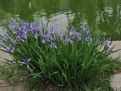 馬蓮花和馬蘭花是同一(yī)種花嗎(ma)？