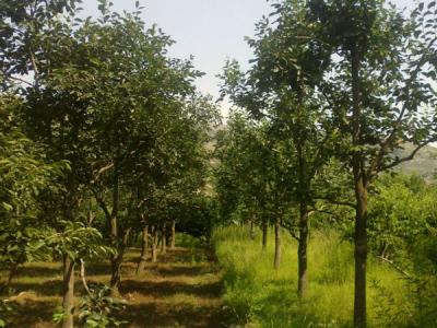 住宅内适合種植柿子樹(shù)嗎(ma)？