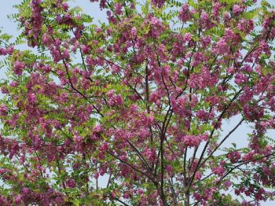 嫁接香花槐基地在哪裏？